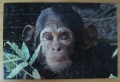 54 (Schimpanse)1.jpg