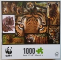 1000 Tigers (2).jpg