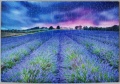 250 Kentish Lavender Sunset1.jpg