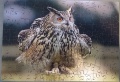 140 Eagle Owl1.jpg