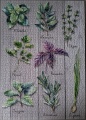 1500 Plantes aromatiques1.jpg