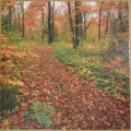 500 Autumn Path1.jpg