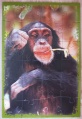 24 (Schimpanse)1.jpg