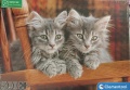 500 Kittens (3).jpg
