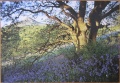 75 Oak-shaded Bluebells1.jpg
