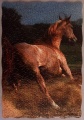 239 Arabians (4)1.jpg