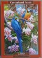 1500 Parrots and Orchids.jpg