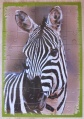 40 (Zebra)1.jpg