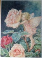 1000 The Rose Fairy1.jpg