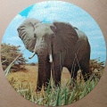 1000 Elefantenbulle1.jpg