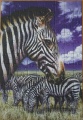 99 Zebras1.jpg