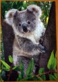 250 (Koala)1.jpg