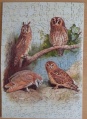 250 Owls - Thorburns Birds1.jpg