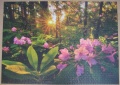 2000 Rhododendron1.jpg