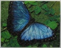 100 (Schmetterling blau)1.jpg