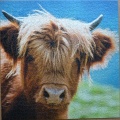 1000 Highland Cow1.jpg