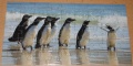 45 (Pinguine)1.jpg