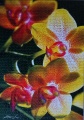 1000 Orchid1.jpg