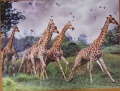 700 Giraffen Botswana1.jpg