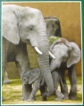 100 Tiergarten Schoenbrunn Elefanten.jpg