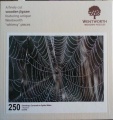 250 Dewdrops Covered on Spider Webs.jpg