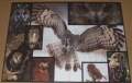 1000 Owls (1)1.jpg