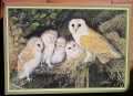 1000 Barn Owl and Family.jpg