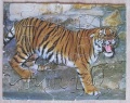 20 Tiger1.jpg
