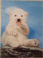 500 Polar bear1.jpg