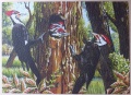 1000 Pileated Woodpeckers1.jpg