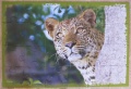 24 (Leopard)1.jpg
