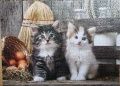 1000 Lovely Kittens1.jpg