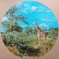 1000 Giraffe1.jpg