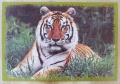 60 (Tiger)1.jpg