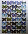 100 Butterfly Mosaic1.jpg