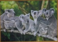 120 Family of Koalas1.jpg