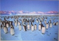 1000 Penguin Colony1.jpg
