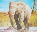 200 Elefant1.jpg