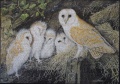 1000 Barn Owl and Family1.jpg
