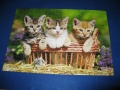 500 Three Lovely Kittens (1)1.jpg