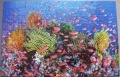200 Wunderwelt Korallenriff1.jpg
