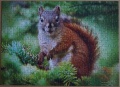 260 Pine Squirrel1.jpg