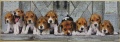 1000 Beagles1.jpg
