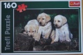 160 Puppy Labradors.jpg