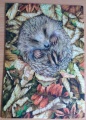 250 Hedgehog Asleep1.jpg