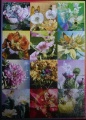 1000 Seasonal Flower Fairies1.jpg