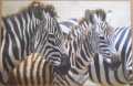 1000 Zebras1.jpg
