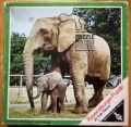 20 Elefanten.jpg